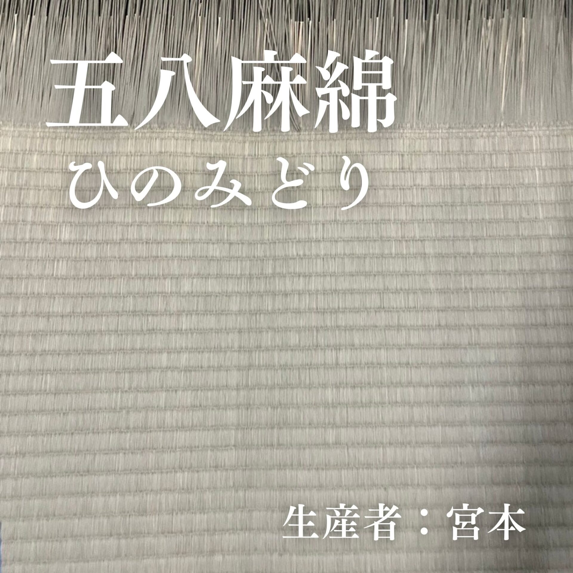 五八麻綿_ひのみどり