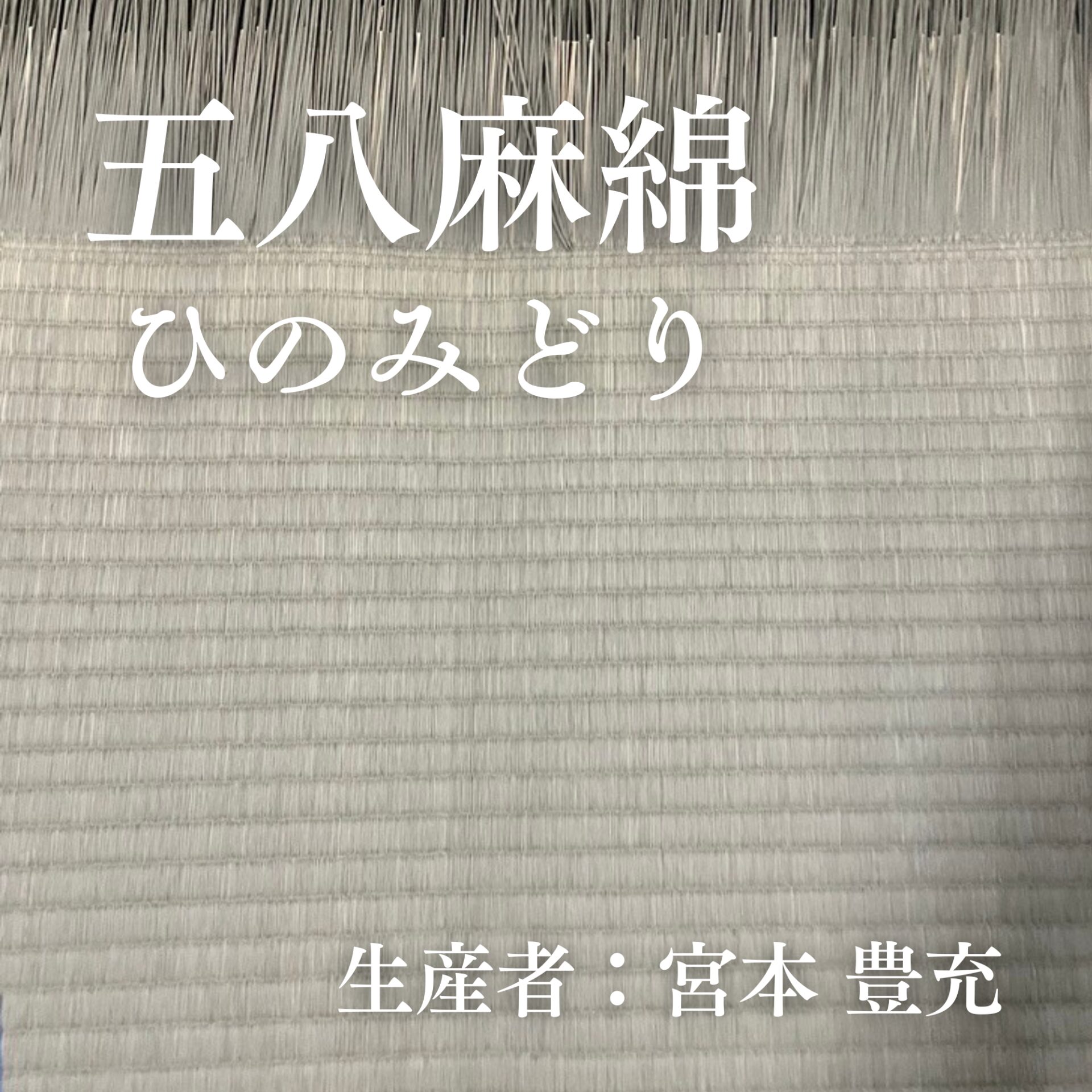 五八麻綿_ひのみどり